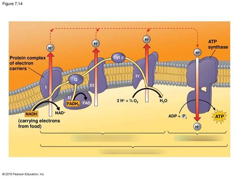 Oxidative Phosphorylation Mitochondria