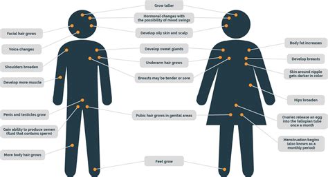 Adolescence and Adulthood - Health studies with Mr Myrtue