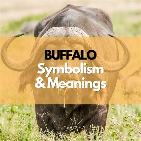 Buffalo: Symbolism, Meanings, and History - Symbol Genie