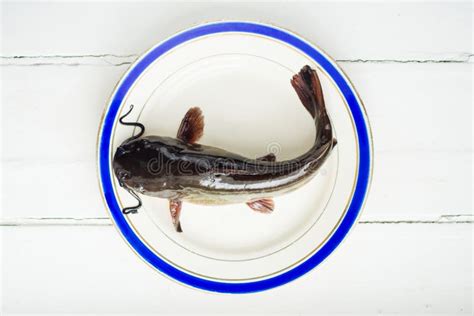 Fresh Catfish Fish On Plate Stock Photo - Image of bullhead, catfish: 53182506