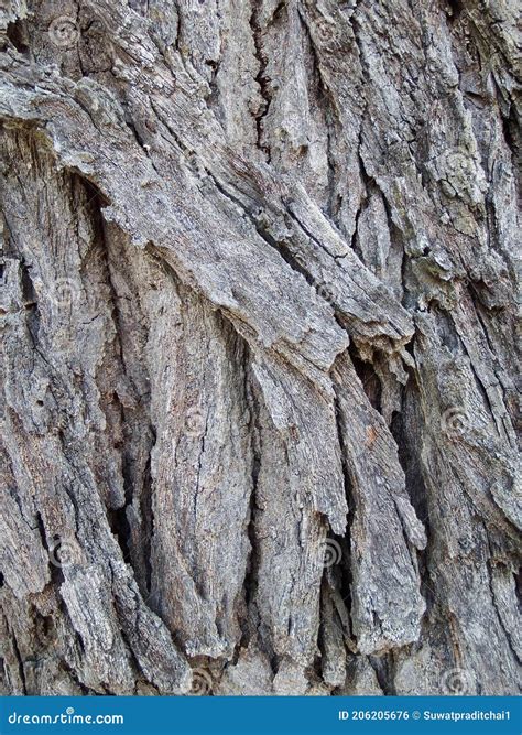 Bark Texture of White Meranti Stock Photo - Image of terrain, flooring ...