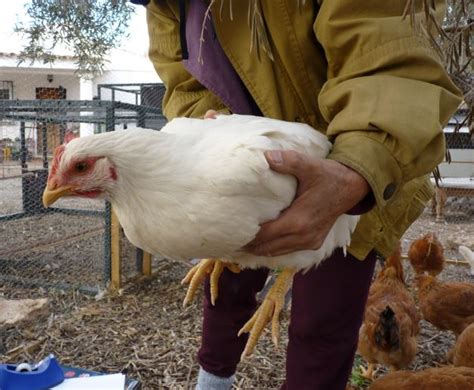 Cornish Rock Chicken Best Care Guide - The Poultry Feed