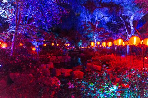 California’s Descanso Gardens- “A forest of Lights” – Ng Traveller