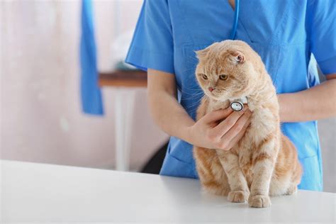 Lymphoma In Cats: Symptoms And Treatment | Dutch