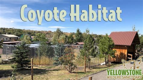 Coyote habitat - YouTube