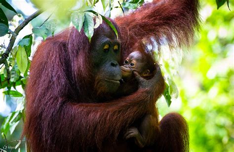 Orang Utan Rehabilitation and Sun bear Conservation Centre Half Day Tour from Sandakan - Klook