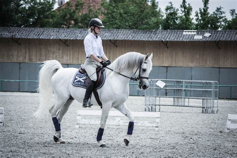 Dressage training with arabian stallion Jevra SVA. www.angels-gardens.com