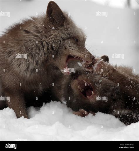 Fox hunting in snow hi-res stock photography and images - Alamy