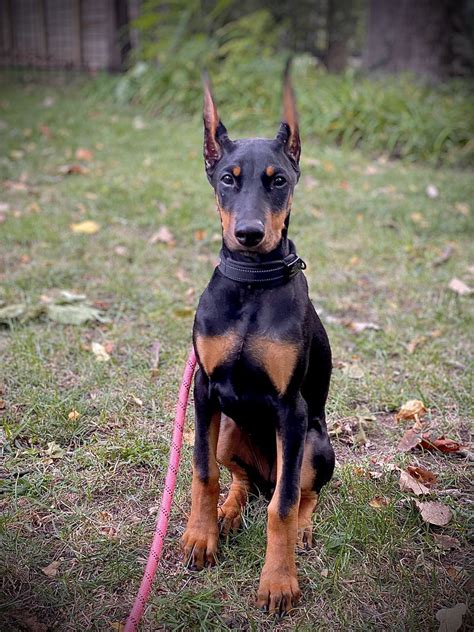 I just published Doberman Pinscher Training : r/DobermanPinscher