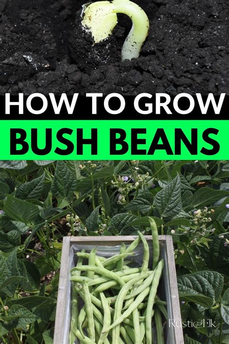 Growing Bush Beans In The Backyard Garden • The Rustic Elk