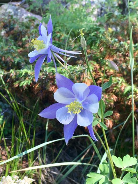 Colorado State Flower | Flowers, Plants, Picture