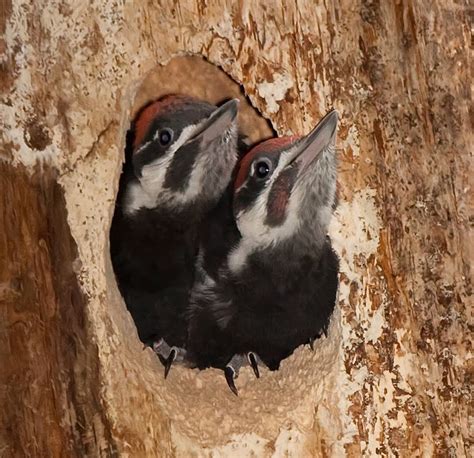 Steve Large's Wildlife Blog: Pileated Woodpeckers Nest at Neck Point