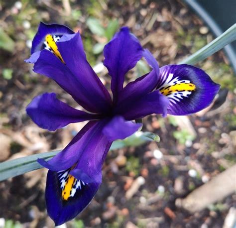 Dwarf iris | Dwarf iris, Plants, Iris