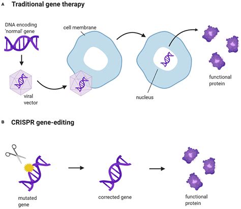 Gene Therapy Editing Series 1 A Brief Introduction To Gene Therapy - Riset