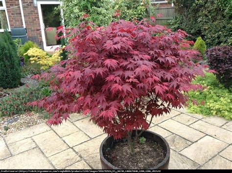 Klon palmowy Atropurpureum - Acer palmatum Atropurpureum