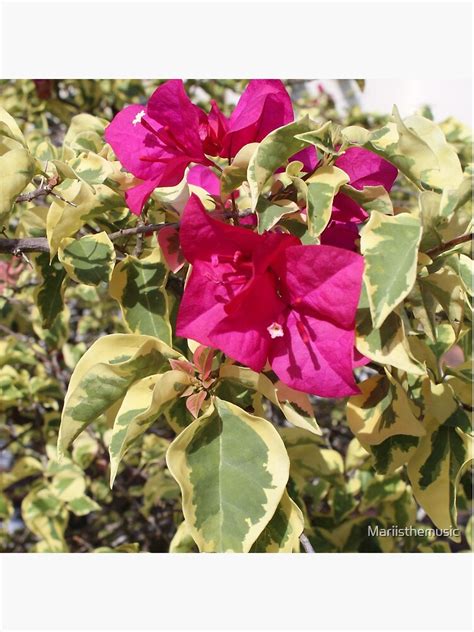 "Trinitaria flower" Coasters (Set of 4) for Sale by Mariisthemusic | Redbubble