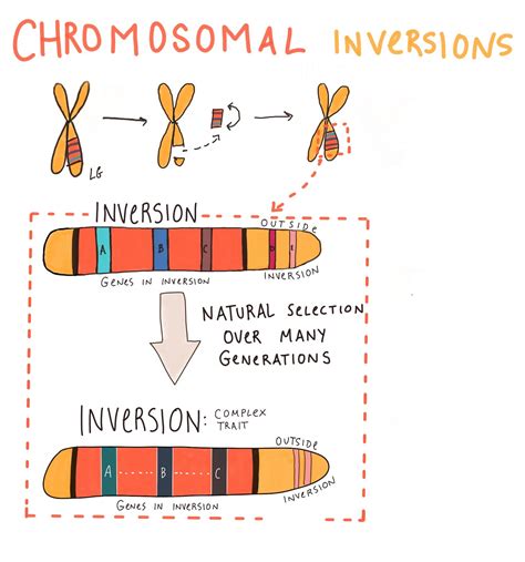 Chromosomal Inversions and Omy05 — Laura C Goetz