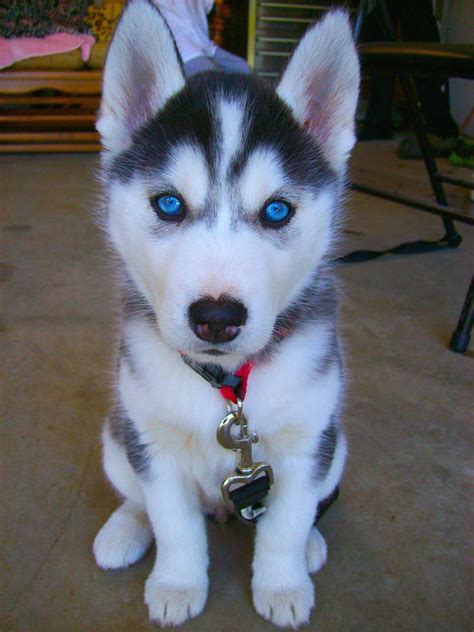 Cute Siberian Husky Puppies – WeNeedFun