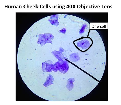 [Solved] I need the tables for both the onion cell and the cheek cell done... | Course Hero