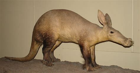 Difference Between Aardvark and Anteater