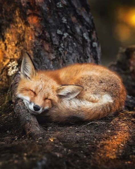 Foxes curl up so beautifully neatly. Totally adorable. - Awesome ...