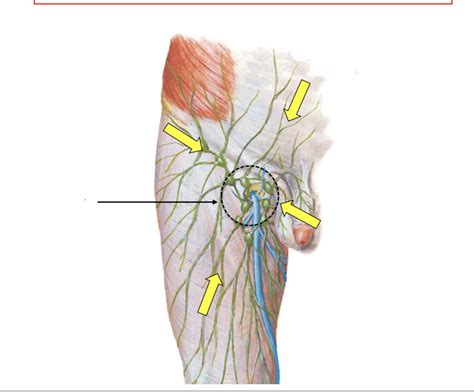 Superficial Inguinal Lymph Nodes Anatomy Anatomy Stru - vrogue.co