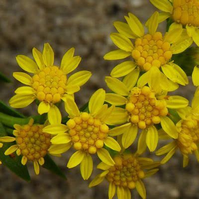 Goldenrod flowers Goldenrod Flower, Language Of Flowers, Plant Life, Nebraska, Nature Art ...