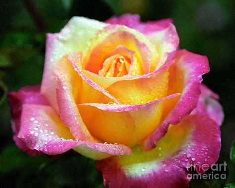 Yellow Rose With Pink Edges Photograph by Julia Durall