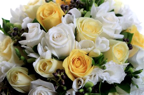 White and yellow roses HD wallpaper | Wallpaper Flare