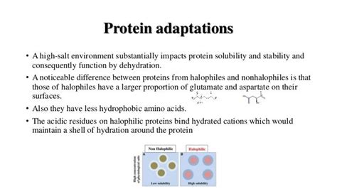Halophiles (Introduction, Adaptations, Applications)