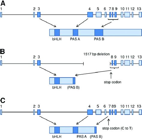 ahr-1 gene model and predicted protein product of wild-type, ia03 and ...