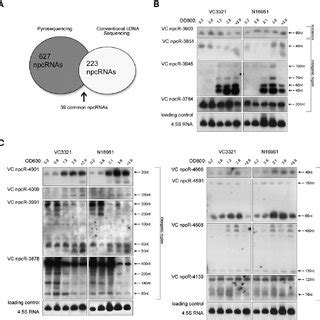 Northern blot hybridization and statistical overview. ( A ) Graphical... | Download Scientific ...