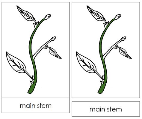 Parts of a Stem Nomenclature 3-part Cards Montessori Botany - Etsy