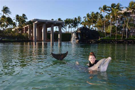 Swim With Dolphins on Big Island, Hawaii | Dolphin Quest | Big island ...