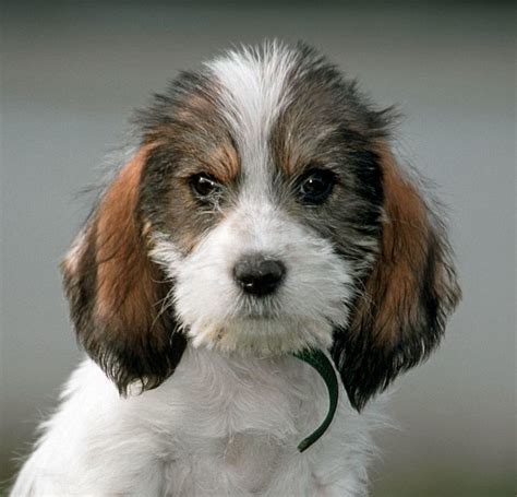 The American Kennel Club added two new dog breeds | Cute small dogs, American kennel club, Puppies