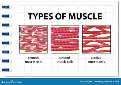 Types of Muscle Cell Diagram Stock Vector - Illustration of medicine, people: 208660369