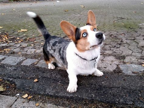 Cardigan Welsh Corgi Puppy In Park - Desi Comments