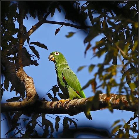 Mealy Parrot - BirdForum Opus | BirdForum