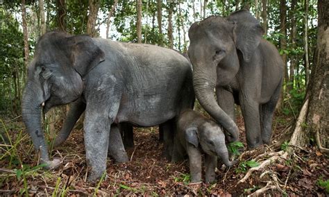 Sumatran Elephant Facts, Habitat, Diet, Life Cycle, Baby, Pictures