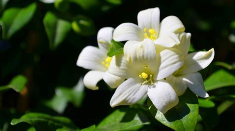 How to Plant and Care Ornamental Plants Orange Jasmine | Bible Gardens