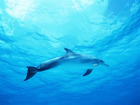 Dolphin in deep blue sea wallpapers and images - wallpapers, pictures ...