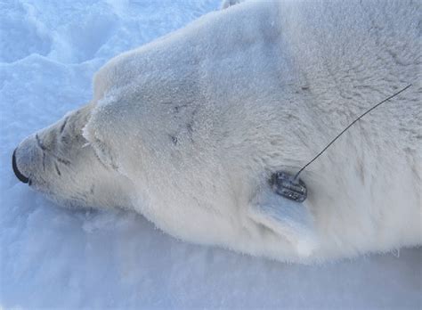 Satellite transmitter attached to the ear of an adult male polar bear ...