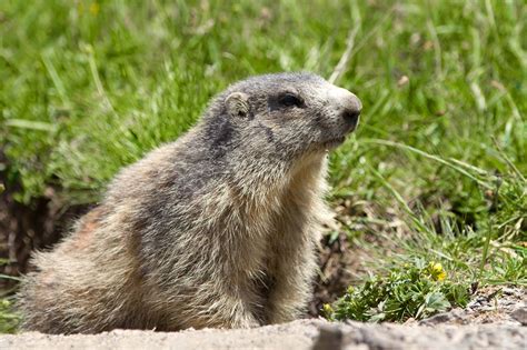 Groundhog | Size, Diet, Groundhog Day, & Facts | Britannica