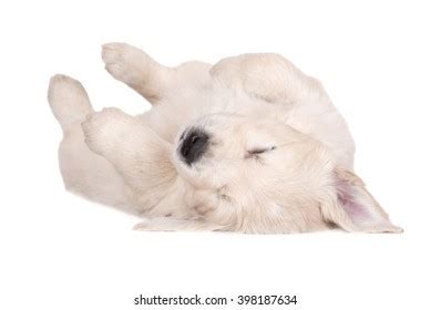 Golden Retriever Puppy Sleeping On His Stock Photo 398187634 | Shutterstock