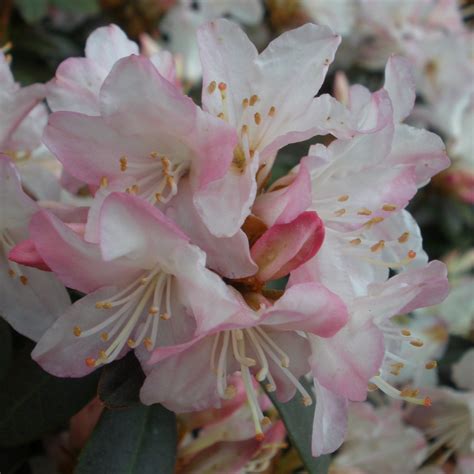 Ginny Gee Dwarf Rhododendrons - Buy Rhododendron Ginny Gee online ...