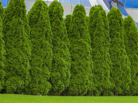 15 Amazingly Fast Growing Trees that Give Your Yard Shade and Privacy