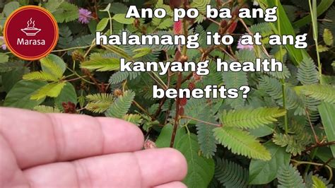 Makahiya Plant | Health Benefits of Makahiya Plant | Marasa TV - YouTube