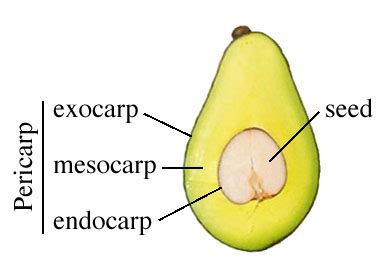 The Fruit: Structure and Classification - Concepts, Videos and Examples