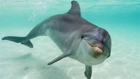 Rarest Footage: Squarecut Dolphin filmed giving birth to baby calf ...