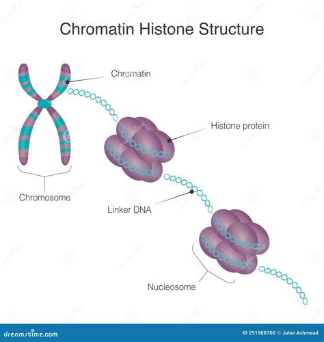 Chromatin Histone Structure Vector Illustration | CartoonDealer.com ...